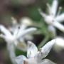 False Solomon’s Seal (Smilacina stellata): A native Lily that likes the moist woods.
